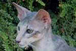 [Oriental bleu silver spotted tabby, Urban Legend de Mahat Mata]