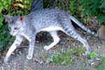 [Oriental bleu silver spotted tabby, Urban Legend de Mahat Mata]