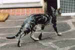 [Oriental black silver blotched tabby, Urfee de Castel Meillant]