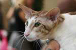 [Oriental chocolat spotted tabby et blanc mle, C'Vanua Titema de Techoueyres]