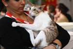 [Oriental chocolat spotted tabby et blanc mle, C'Vanua Titema de Techoueyres]