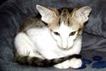 [Oriental brown blotched tabby et blanc mle, Darjeeling de Chamouras]