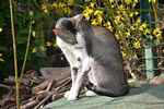 Orientael brown ticked tabby et blanc, Ekstasia Octopussy.