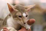 Erika de Techoueyres, Oriental femelle lilas tabby et blanc