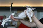 [Oriental brown spotted tabby et blanc mle, Foots de Tristan Val Joly]