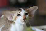 Oriental chocolat ticked tabby et blanc, Jerrican d'Essence de l'Improbable.