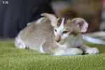 Oriental chocolat ticked tabby et blanc, Jerrican d'Essence de l'Improbable.