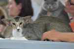 Oriental brown ticked tabby et blanc, Lettres de Noblesse de l'Improbable.