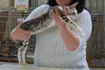 [Oriental chocolat silver blotched tabby et blanc femelle, Matsuri Coco Chanel]