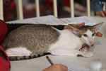 Orientale chocolat spotted tabby et blanc, Oriental Dream Janet.