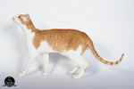 Oriental red spotted tabby et blanc mle, Rock n' Cats Jumbo.