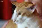 Oriental red spotted tabby et blanc mle, Rock n' Cats Jumbo.