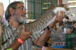 [Oriental chocolat spotted tabby mle, Spocks on the Rocks du Clos des Lilas]