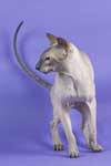 [Peterbald seal point mle, Anya's Peterbald Vin Dizz]