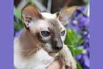 [Peterbald chocolat point femelle, Anya's Peterbald Vizzi Veniz]