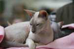 [Peterbald lilas point mle,D P'Tit Mec des Perles de Jochri]