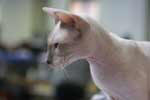 [Peterbald lilas point mle,D P'Tit Mec des Perles de Jochri]