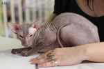 Peterbald chocolat point mle, Jericho des Masques d'Orient.