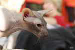 Peterbald chocolat point mle, Jericho des Masques d'Orient.