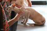 Peterbald femelle, Hartamiss des Masques d'Orient.