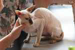 Peterbald femelle, Hartamiss des Masques d'Orient.