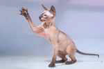 Peterbald seal tabby point femelle, Zodiacal Light Only My.