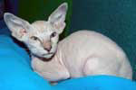 [Peterbald bleu point femelle, Ursula de Zabokou]