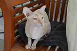 Peterbald bleu tortie tabby point, Zola Feolent.