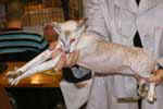 [Peterbald chocolat silver tabby point, Barabashka Belina]