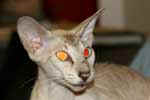 [Peterbald chocolat silver tabby point, Barabashka Belina]