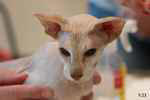 Peterbald chocolat silver tabby point femelle, Bulsara Gedeka.