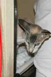 [Peterbald seal silver tabby point femelle, El Shaklan Desperado] 