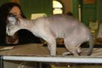 [Peterbald seal silver tabby point femelle, El Shaklan Desperado] 