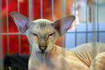 [Peterbald seal silver tabby point mle, El Shaklan Don Juan]