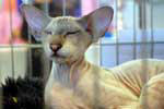 [Peterbald seal silver tabby point mle, El Shaklan Don Juan]