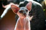 [Peterbald seal tabby point mle, El Shaklan Don Juan]