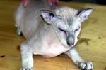 [Peterbald seal silver tabby point mle, El Shaklan Don Juan]