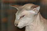 [Peterbald seal silver tabby point mle, El Shaklan Don Juan]