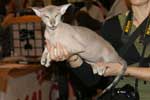 [Peterbald seal silver tabby point mle, El Shaklan Don Juan]