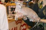 [Peterbald seal silver tabby point mle, El Shaklan Don Juan]