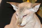 [Peterbald seal silver tabby point mle, El Shaklan Don Juan]