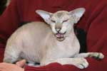 [Peterbald seal silver tabby point mle, El Shaklan Don Juan]