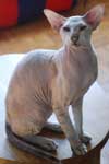 [Peterbald seal silver tabby point mle, El Shaklan Don Juan]