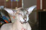 [Peterbald seal silver tabby point mle, El Shaklan Don Juan]