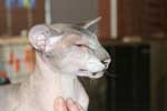 [Peterbald seal silver tabby point mle, El Shaklan Don Juan]