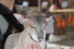 [Peterbald seal silver tabby point mle, El Shaklan Don Juan]