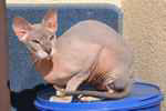 Peterbald seal silver tabby point femelle, Thairon de Cat Orchestra.