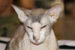 [Peterbald seal tabby point et blanc, Barabashka Bibigon]