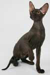 [Peterbald chocolat mle, Baby Rah Diamond]