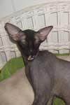 [Peterbald traditionnel noir mle, Birregin Ziggy]